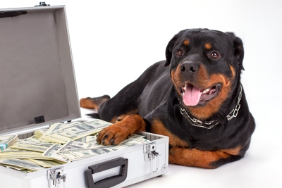 bigstock denisfilm payout cap guard dog 400px