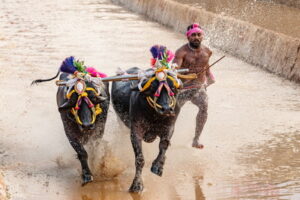 buffalo racing