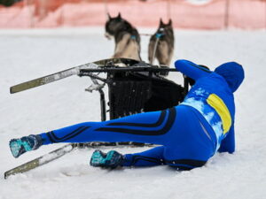 dog sled race man falls off sled