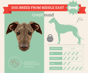 greyhound breed information