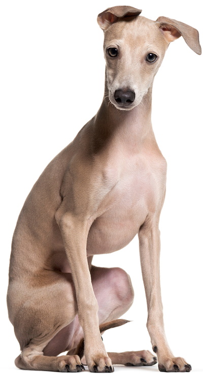 greyhound in portrait italian breed