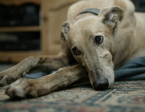 greyhound older and retired sleeping on a rug