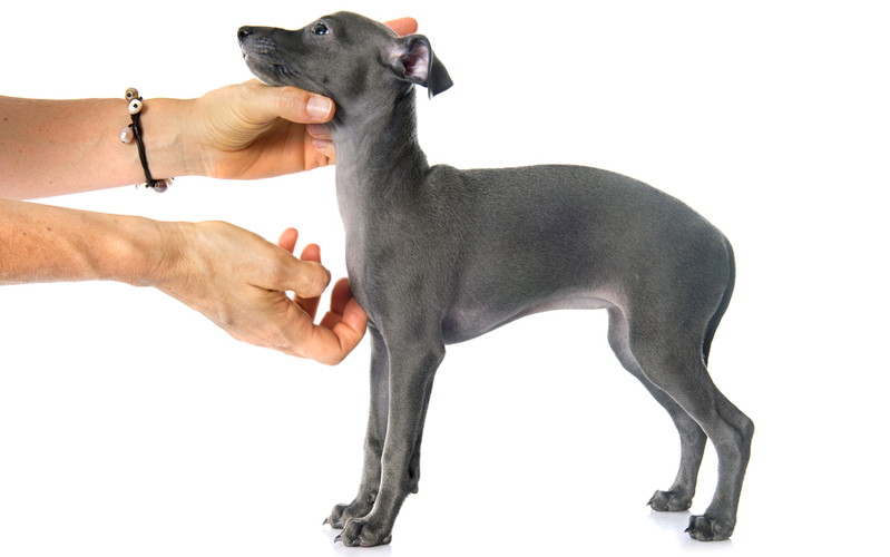 greyhound pup being handled by a vet