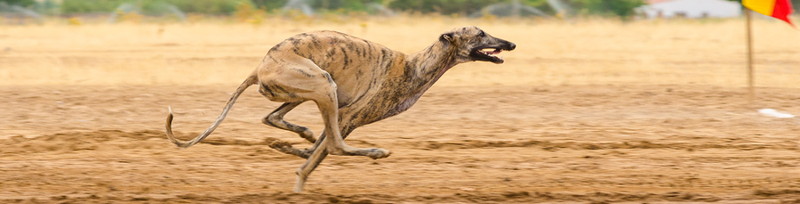 greyhound running at top speed
