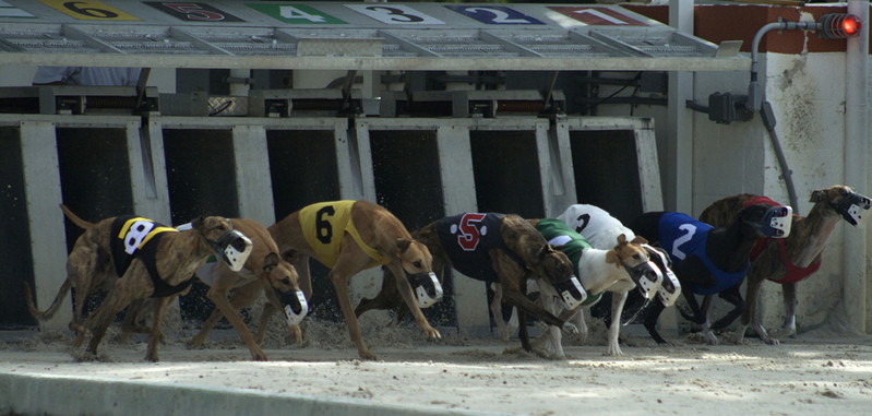 greyhounds racing and theyre off