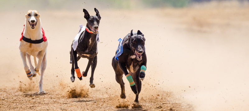 greyhounds racing at speed