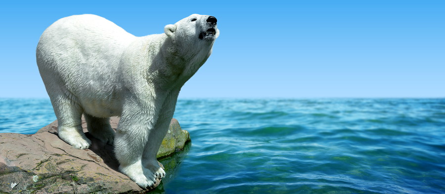 polar bear stuck on land no sea ice