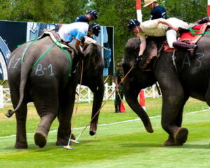 polo with elephants