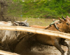 cow racing