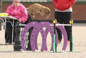 rabbit show jumping