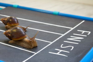 snail race