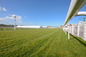 horse racing grass
