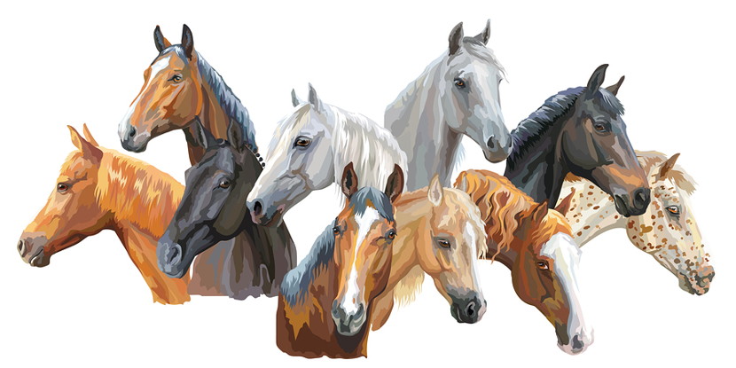 horse breeds