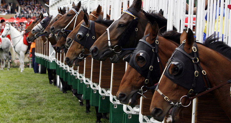 horses in stalls ready to race