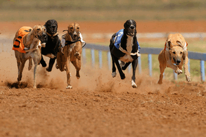Greyhound Racing Guide