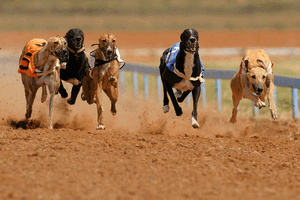 Greyhounds Racing