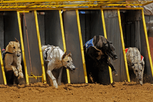 grehounds coming out of the traps