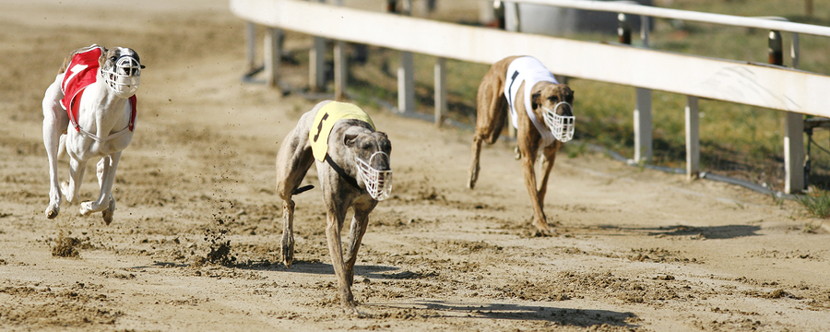 greyhound race dogs running at speed