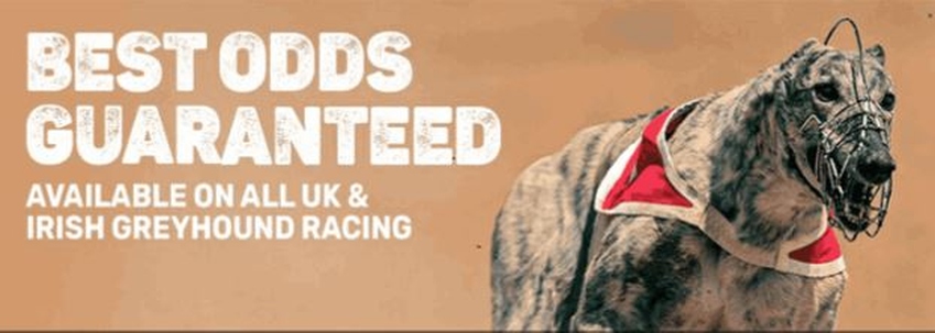 greyhounds best odds guaranteed