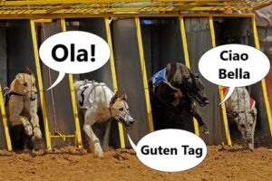 Greyhound Racing Around the World