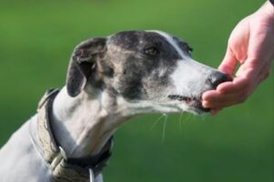 Greyhound Welfare