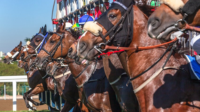 Racehorses at the Start Line